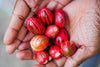 Sri Lankan Nutmeg seeds with mace 