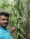 Sri Lankan Vanilla Farmer